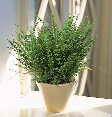 Nephrolepis Exaltata